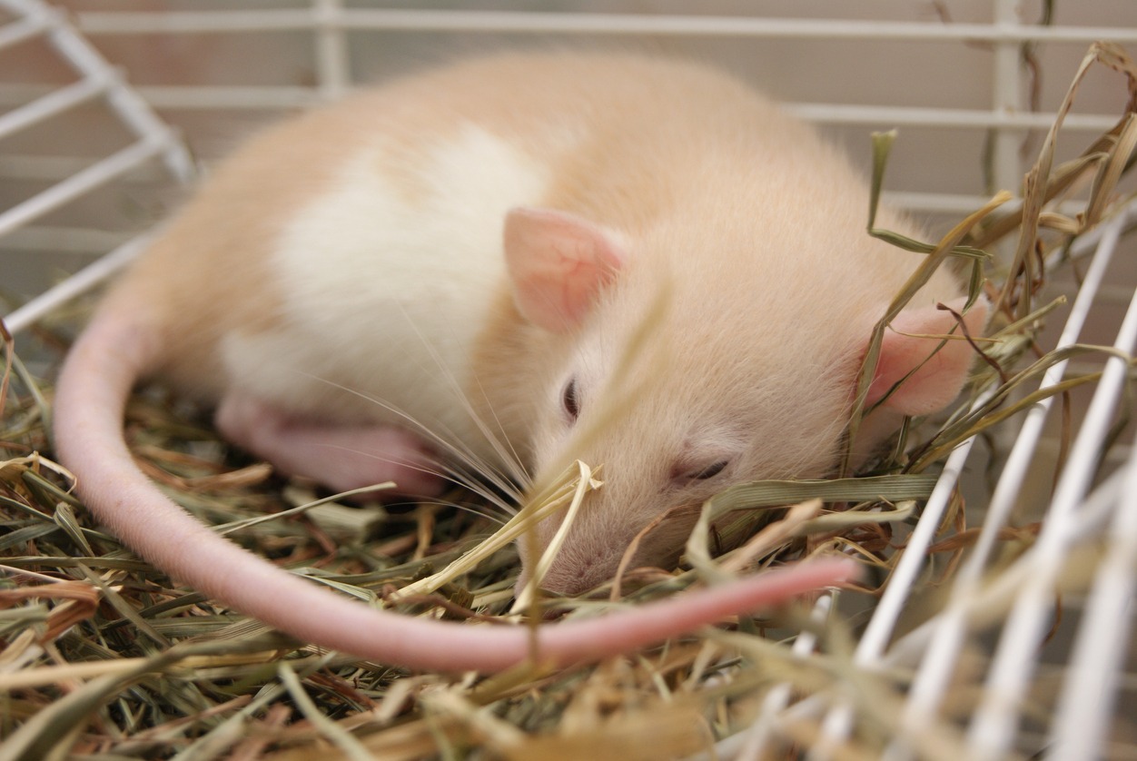 A young pet rat sleeping in it's cage