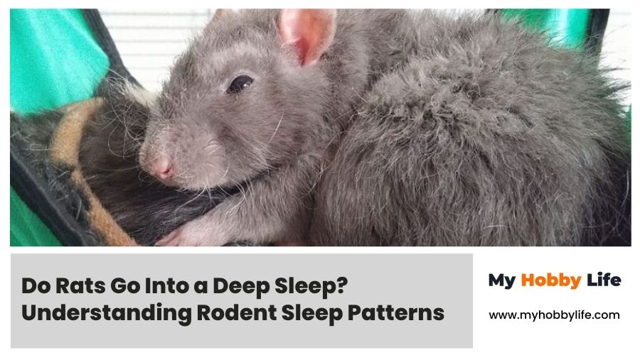 Do Rats Go Into a Deep Sleep Understanding Rodent Sleep Patterns