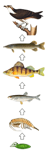 Fish as Part of The Earth’s Biodiversity