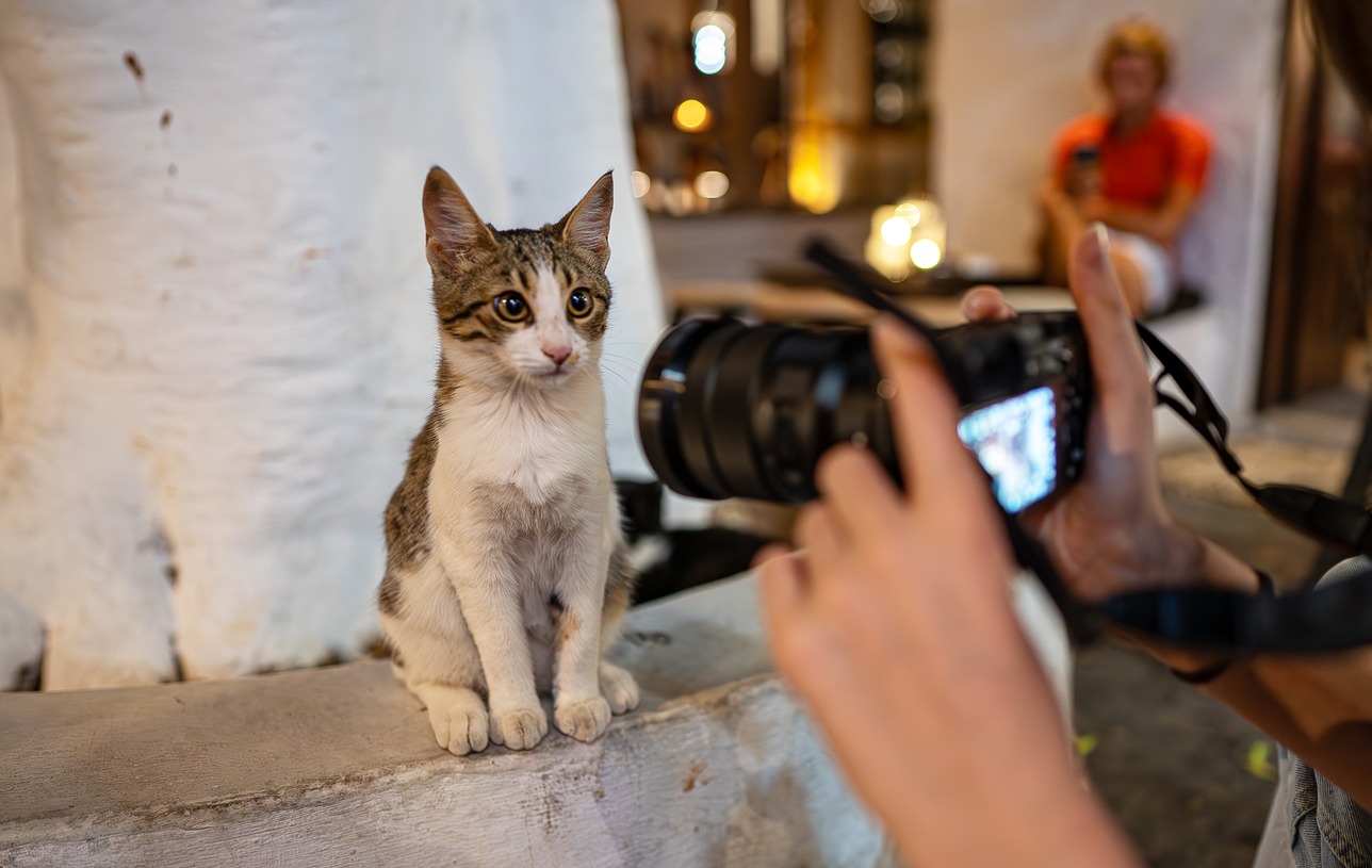 Girl takes a photo of a kitten on the street