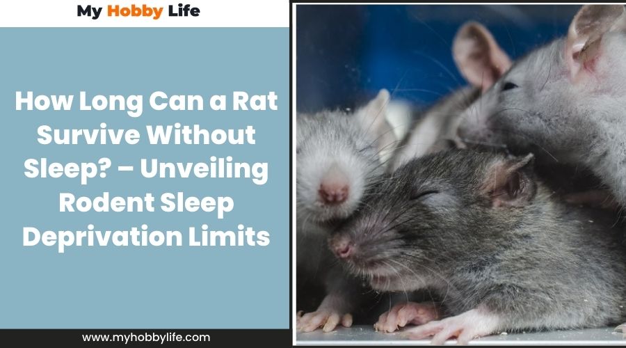 How Long Can a Rat Survive Without Sleep Unveiling Rodent Sleep Deprivation Limits