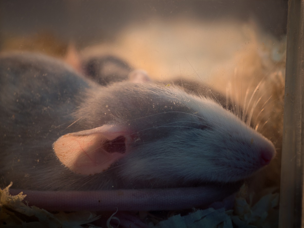 Small cute sleeping mice babies