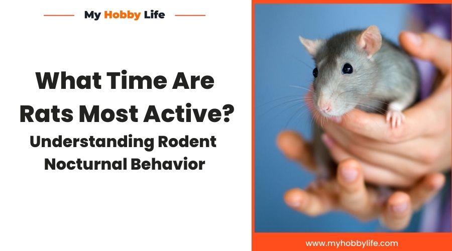 What Time Are Rats Most Active Understanding Rodent Nocturnal Behavior