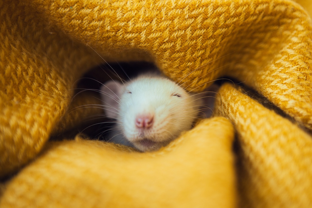 White rat dumbo sleeping in yellow blanket