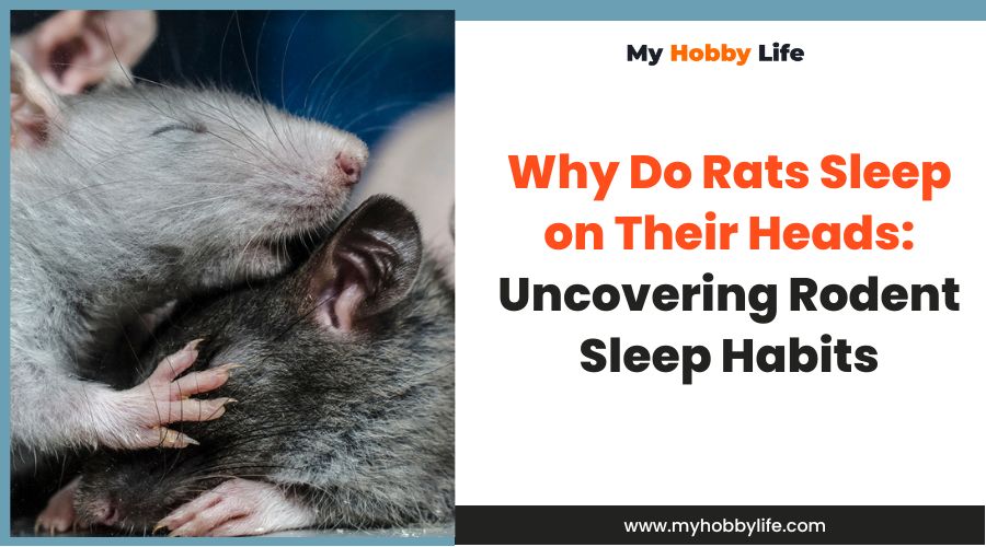 Why Do Rats Sleep on Their Heads: Uncovering Rodent Sleep Habits