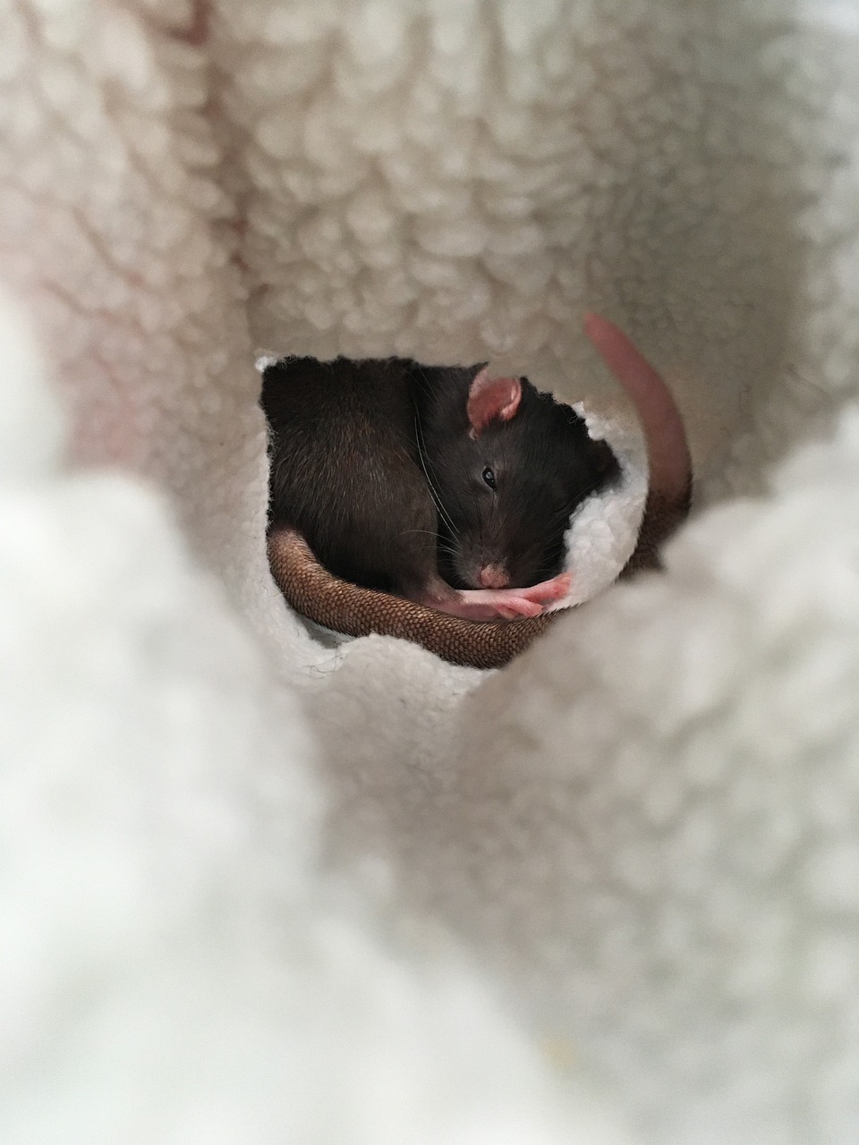 rat's eyes during sleep